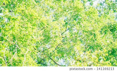 令人耳目一新的深綠色夏日景象。 令人耳目一新的深綠色夏日景象。 141169213
