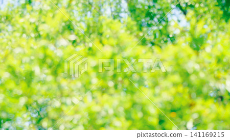 令人耳目一新的深綠色夏日景象。 令人耳目一新的深綠色夏日景象。 141169215