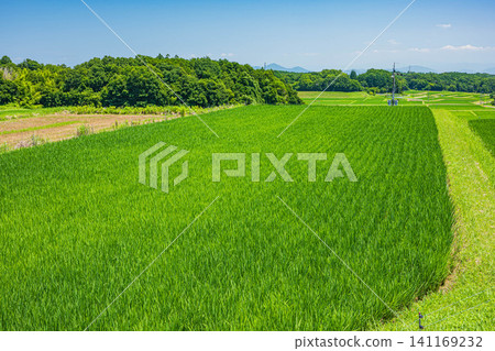 Terraced rice fields in Ogi, Otsu City, Shiga Prefecture Terraced rice fields in Ogi, Otsu City, Shiga Prefecture 141169232