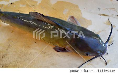 American catfish caught in the Tone River American catfish caught in the Tone River 141169336