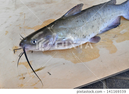 在利根河捕獲的美洲鯰魚 141169339