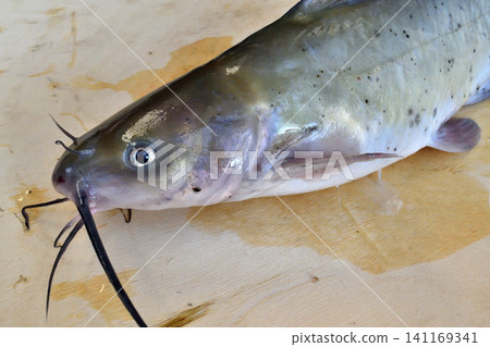 American catfish caught in the Tone River American catfish caught in the Tone River 141169341