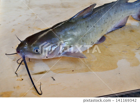 在利根河捕獲的美洲鯰魚 141169342