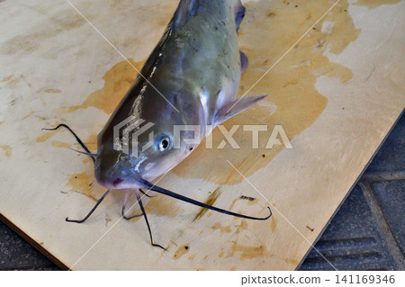在利根河捕獲的美洲鯰魚 141169346