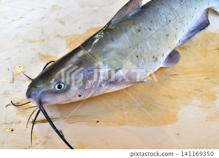 American catfish caught in the Tone River American catfish caught in the Tone River 141169350