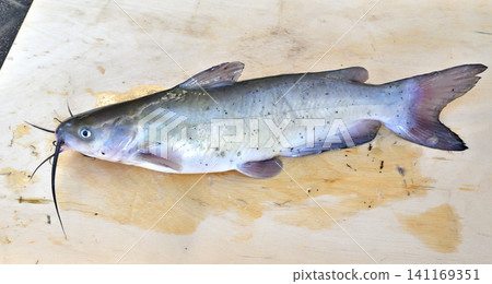American catfish caught in the Tone River American catfish caught in the Tone River 141169351