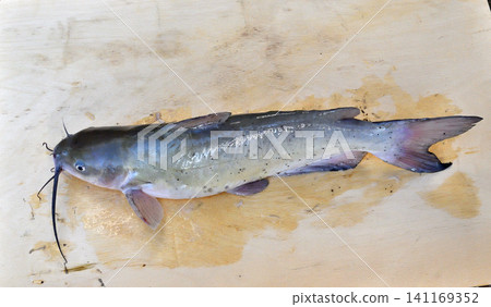在利根河捕獲的美洲鯰魚 141169352