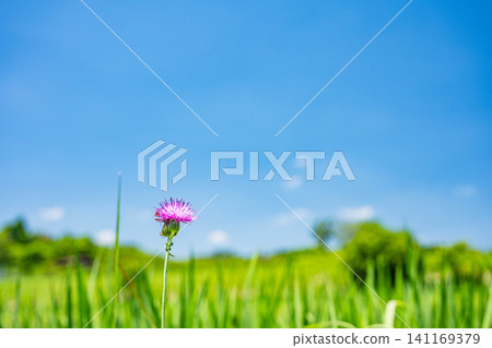 Thistles blooming on the banks of terraced rice paddies, Ogi, Otsu City, Shiga Prefecture Thistles blooming on the banks of terraced rice paddies, Ogi, Otsu City, Shiga Prefecture 141169379
