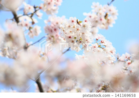 Cherry blossoms in full bloom Cherry blossoms in full bloom Cherry blossoms in full bloom Cherry blossoms in full bloom 141169658