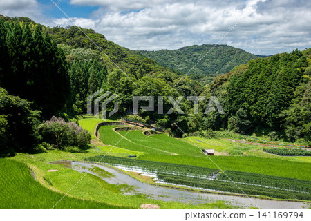 The scenery of Japanese rural landscapes and terraced rice fields enveloped in the green of summer. The scenery of Japanese rural landscapes and terraced rice fields enveloped in the green of summer. 141169794