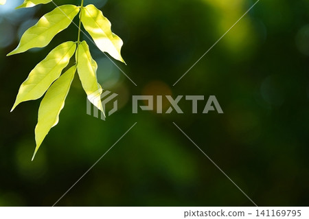 Fresh green leaves shining in soft light Fresh green leaves shining in soft light 141169795