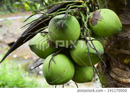 Fresh green coconuts growing on a palm tree Fresh green coconuts growing on a palm tree 141170008