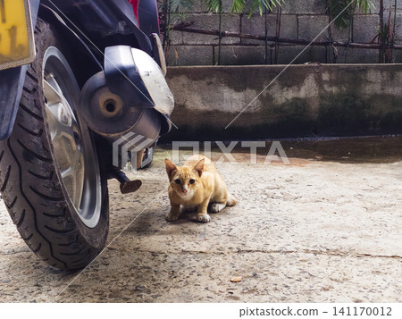 Cautious Ginger Stray Kitten Sitting Next to a Motorcycle. A cute young ginger tabby stray cat sitting on the concrete ground next to a parked scooter, looking alertly at the camera. A natural and Cautious Ginger Stray Kitten Sitting Next to a Motorcycle. A cute young ginger tabby stray cat sitting on the concrete ground next to a parked scooter, looking alertly at the camera. A natural and 141170012