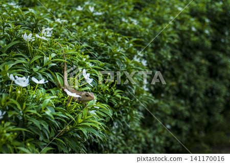 A wild brown lizard resting on a green bush with white flowers A wild brown lizard resting on a green bush with white flowers 141170016