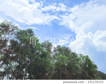 Beautiful view of lush green trees under a bright blue sky with fluffy white clouds Beautiful view of lush green trees under a bright blue sky with fluffy white clouds 141170133