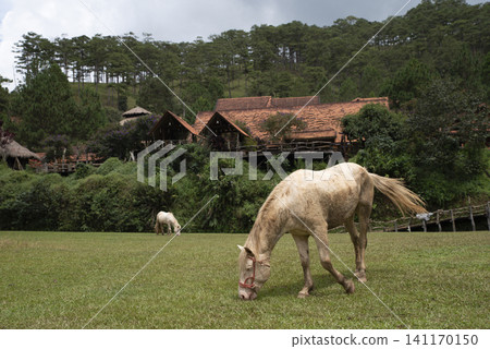White horse eats grass near forested hillside with wooden cabins White horse eats grass near forested hillside with wooden cabins 141170150