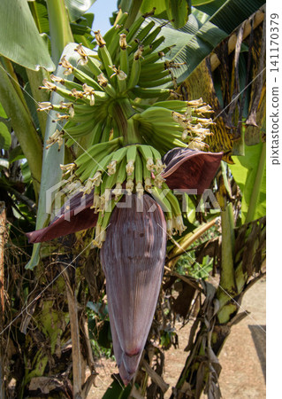 Flower (banana heart) encased in purple bracts 2 Flower (banana heart) encased in purple bracts 2 141170379