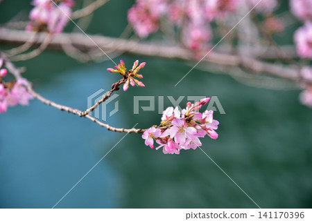 Delicate cherry blossoms and buds, their pink petals beautifully reflected on the deep green surface of the water. Delicate cherry blossoms and buds, their pink petals beautifully reflected on the deep green surface of the water. 141170396