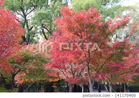 大阪城公園的秋景 大阪城公園的秋景 141170400