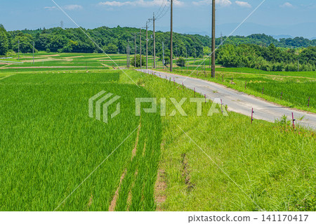 Terraced rice fields in Ogi, Otsu City, Shiga Prefecture Terraced rice fields in Ogi, Otsu City, Shiga Prefecture 141170417