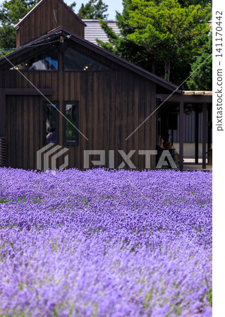 Lavender in full bloom in Minami-Kamifurano, Hokkaido [July] 141170442