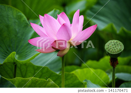 花瓣和花托 花瓣和花托 141170471