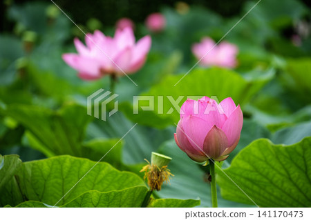 粉紅古蓮花 粉紅古蓮花 141170473