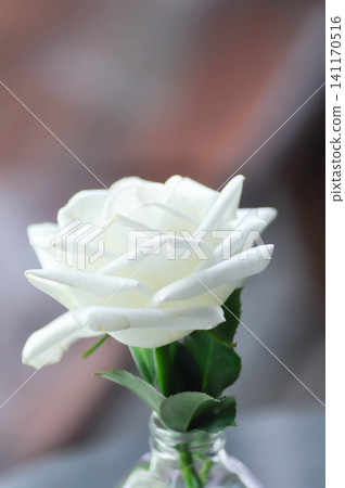 briosa rose , white rose or Garden roses , zaide rose or William Christie Rose or Mary Rose or Rosaceae or white rose in a vase briosa rose , white rose or Garden roses , zaide rose or William Christie Rose or Mary Rose or Rosaceae or white rose in a vase 141170516