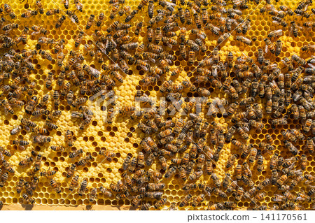 Honey bees working on a yellow honeycomb frame inside a commercial wooden beehive structure Honey bees working on a yellow honeycomb frame inside a commercial wooden beehive structure 141170561