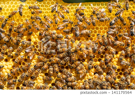 Honey Bees Working on Yellow Honeycomb Frame in Apiary for Natural Organic Honey Production Honey Bees Working on Yellow Honeycomb Frame in Apiary for Natural Organic Honey Production 141170564