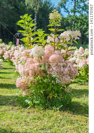Beautiful Hydrangea Paniculata Bush with Pink and White Flowers Growing in a Sunny Garden 141170567