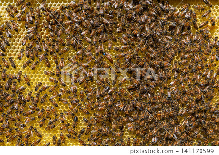 Honey Bees Working on a Wax Honeycomb Frame with a Marked Queen Bee in a Commercial Apiary Honey Bees Working on a Wax Honeycomb Frame with a Marked Queen Bee in a Commercial Apiary 141170599