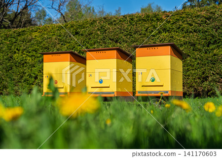 Three colorful bee hives standing in a lush green meadow with blooming yellow spring flowers Three colorful bee hives standing in a lush green meadow with blooming yellow spring flowers 141170603