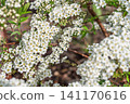 White Spiraea Flowers Blooming on Branches in Springtime Garden Sunlight Nature Background 141170616