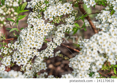 White Spiraea Flowers Blooming on Branches in Springtime Garden Sunlight Nature Background White Spiraea Flowers Blooming on Branches in Springtime Garden Sunlight Nature Background 141170616