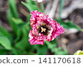 Top view of a vibrant pink fringed tulip flower blooming in a garden during the spring season 141170618