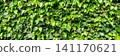 Lush Green Ivy Hedge Wall Background in the Netherlands for Natural Garden Design Projects 141170621