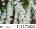 White Spirea Flowers Blooming on a Branch in Springtime Garden with Soft Blurred Background 141170622