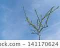 Young fruit tree blooming with white flowers against a clear blue sky in early spring season 141170624