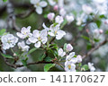 tree blossoms in spring garden with white and pink flowers on blurred nature background 141170627