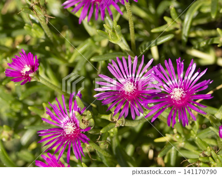 Brightly colored Taiwanese chrysanthemum Brightly colored Taiwanese chrysanthemum 141170790
