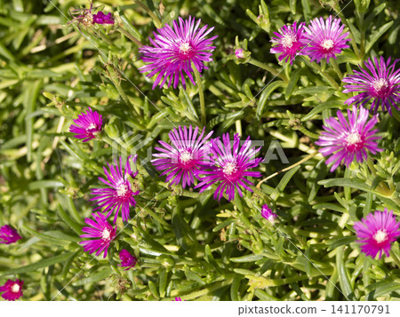 Brightly colored Taiwanese chrysanthemum Brightly colored Taiwanese chrysanthemum 141170791