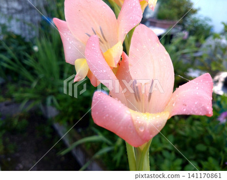 Pale pink gladiolus flowers covered in raindrops Pale pink gladiolus flowers covered in raindrops 141170861