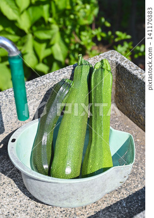 Freshly picked giant zucchini Freshly picked giant zucchini 141170883