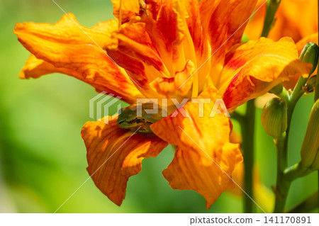 一隻樹蛙藏身於萱草花瓣間。 一隻樹蛙藏身於萱草花瓣間。 141170891