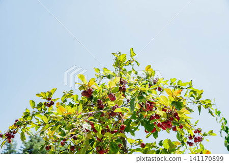Crabapple trees and blue sky Crabapple trees and blue sky 141170899