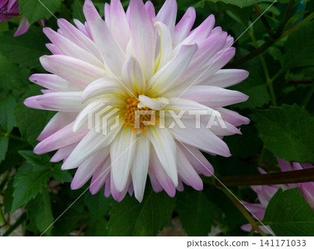A close-up of a beautiful double-flowered dahlia in pale pink and white. A close-up of a beautiful double-flowered dahlia in pale pink and white. 141171033
