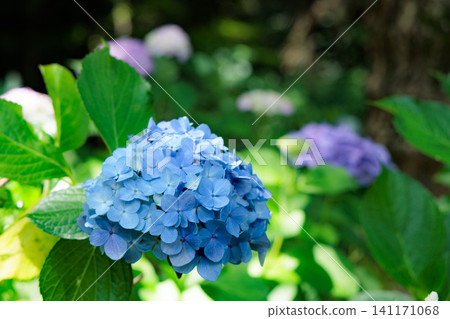 Hydrangeas blooming in vibrant colors under the rainy season sky Hydrangeas blooming in vibrant colors under the rainy season sky 141171068