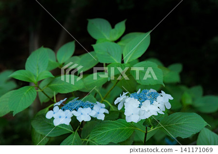 Hydrangeas blooming in vibrant colors under the rainy season sky 141171069