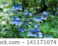 Hydrangeas blooming in vibrant colors under the rainy season sky 141171074